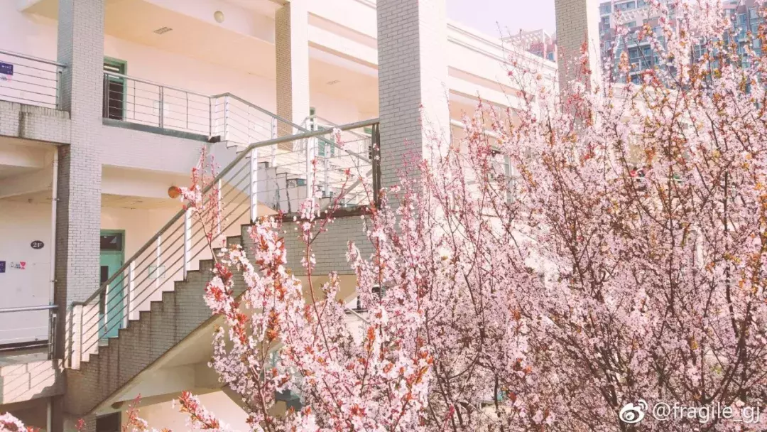 成都最适合恋爱的樱花粉大学，美食和恋爱都是必修课！