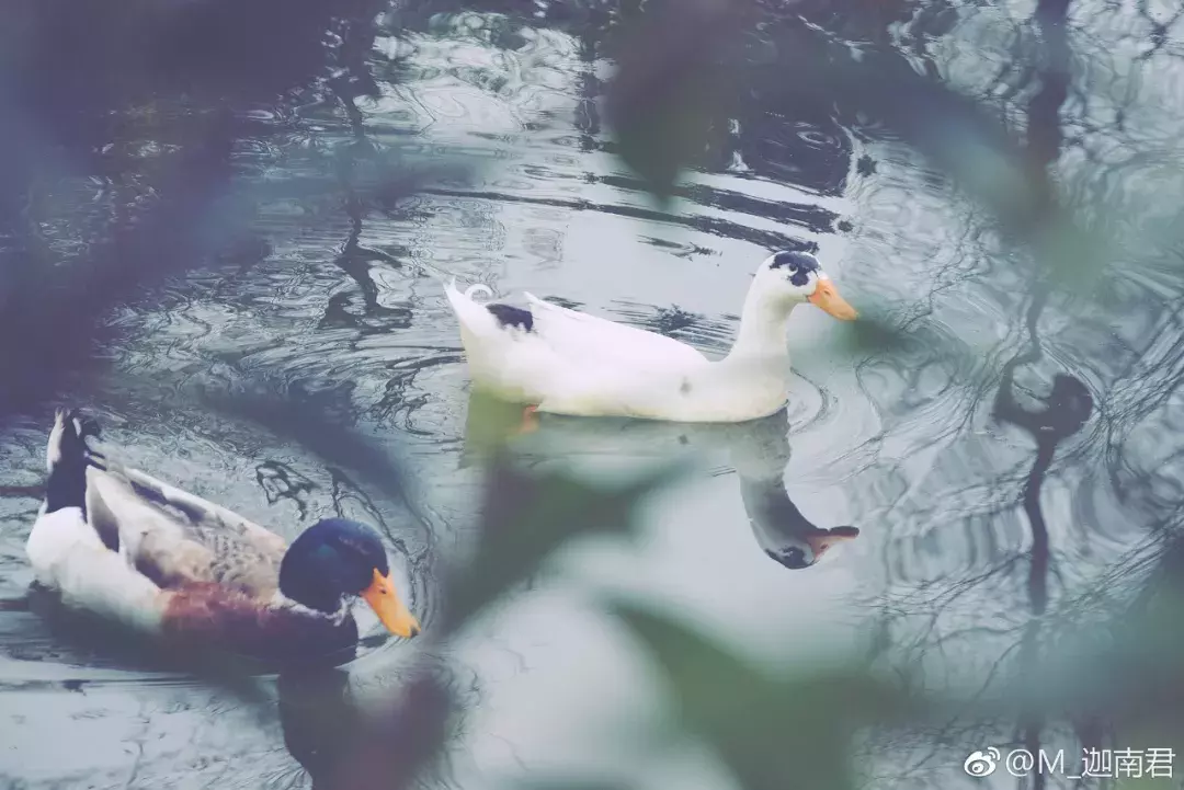 成都最适合恋爱的樱花粉大学，美食和恋爱都是必修课！