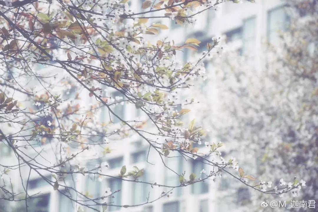 成都最适合恋爱的樱花粉大学，美食和恋爱都是必修课！