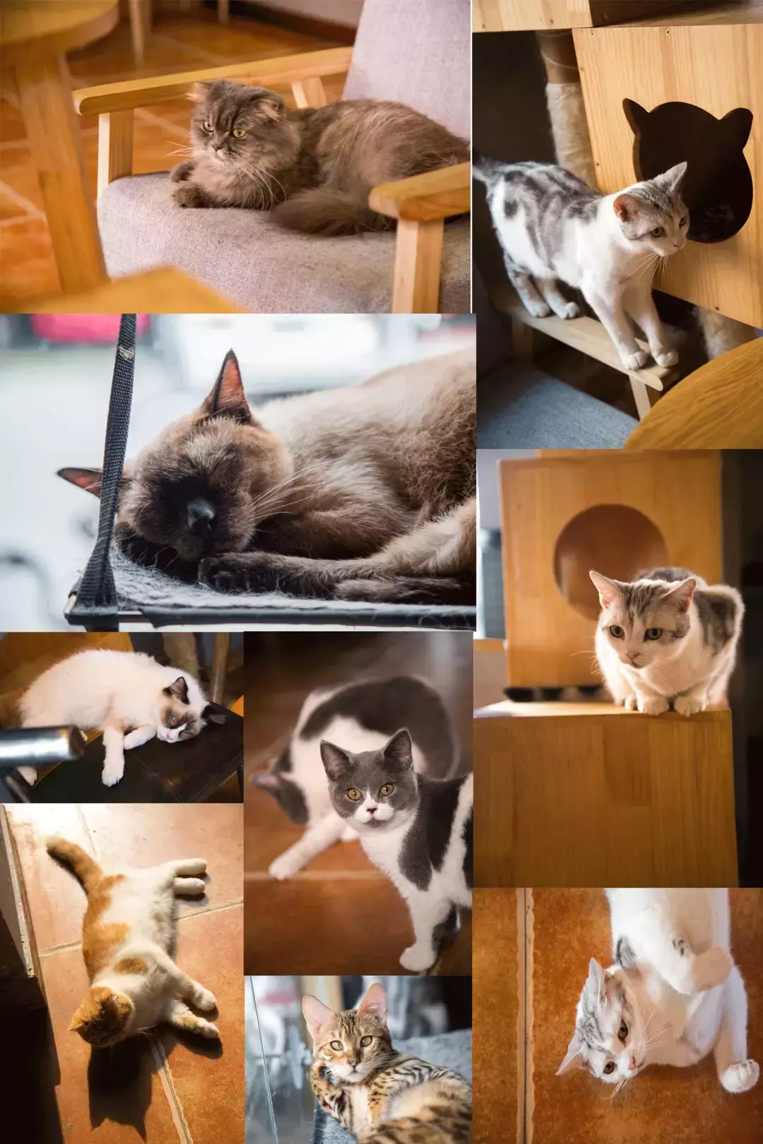 成都最适合恋爱的樱花粉大学，美食和恋爱都是必修课！