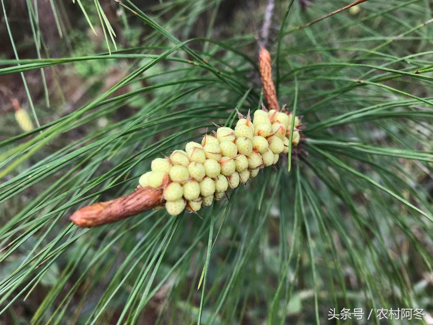 农村山上的“松花粉”，居然是一种罕见药材，一斤售价200元