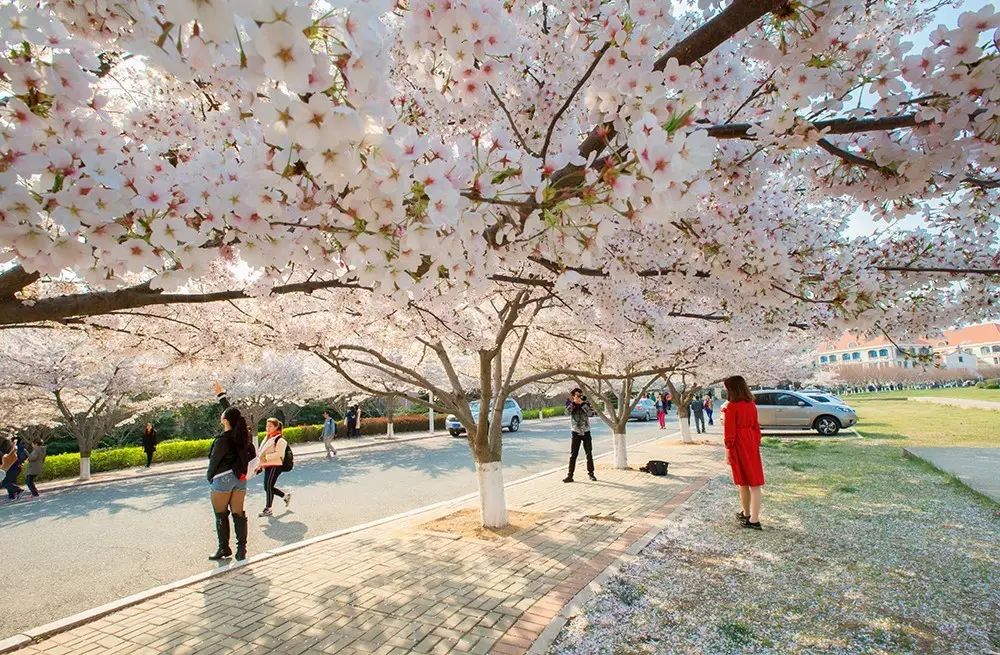青岛多所高校校花斗艳，快来为你的学校打call吧！