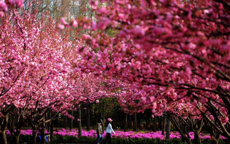 青岛多所高校校花斗艳，快来为你的学校打call吧！