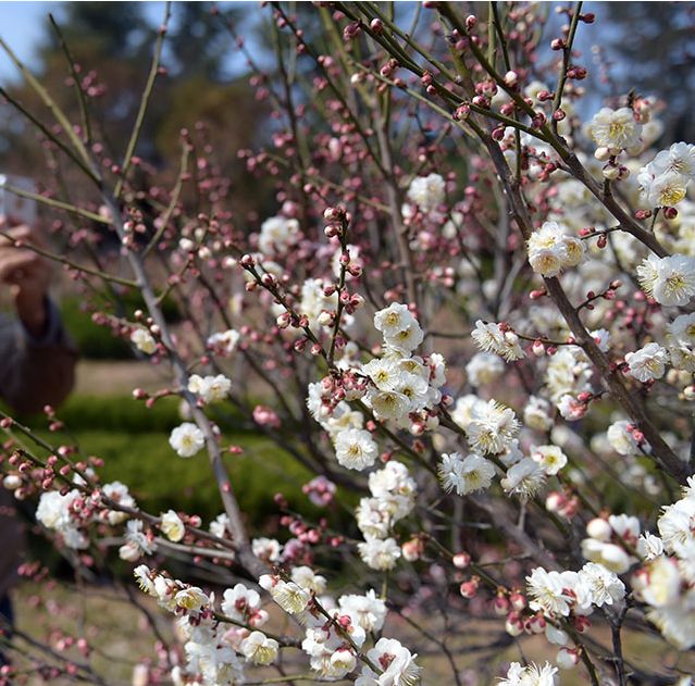 青岛多所高校校花斗艳，快来为你的学校打call吧！