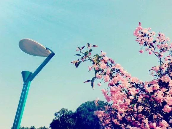 青岛多所高校校花斗艳，快来为你的学校打call吧！