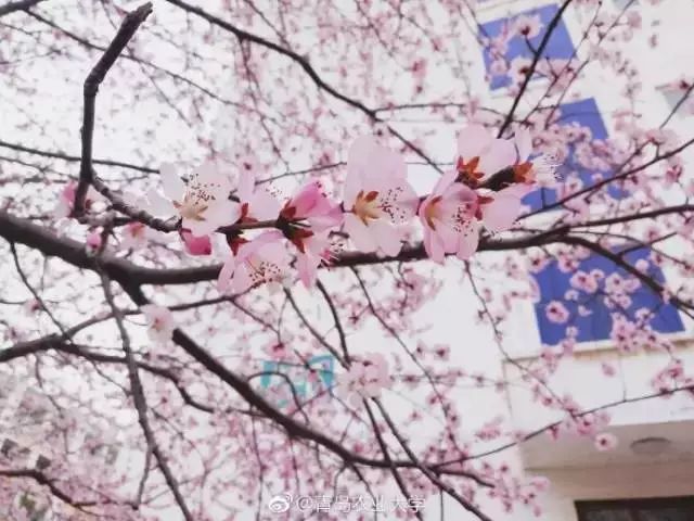 青岛多所高校校花斗艳，快来为你的学校打call吧！