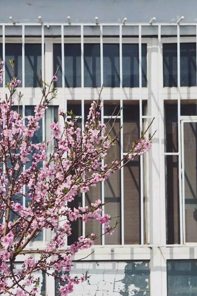 青岛多所高校校花斗艳，快来为你的学校打call吧！