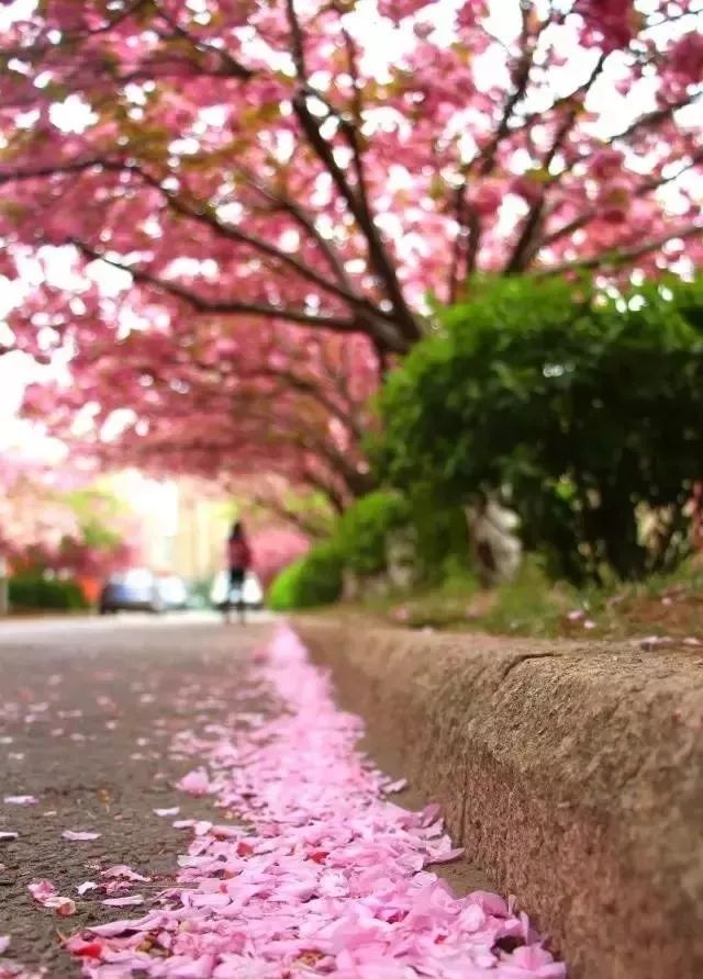 青岛多所高校校花斗艳，快来为你的学校打call吧！