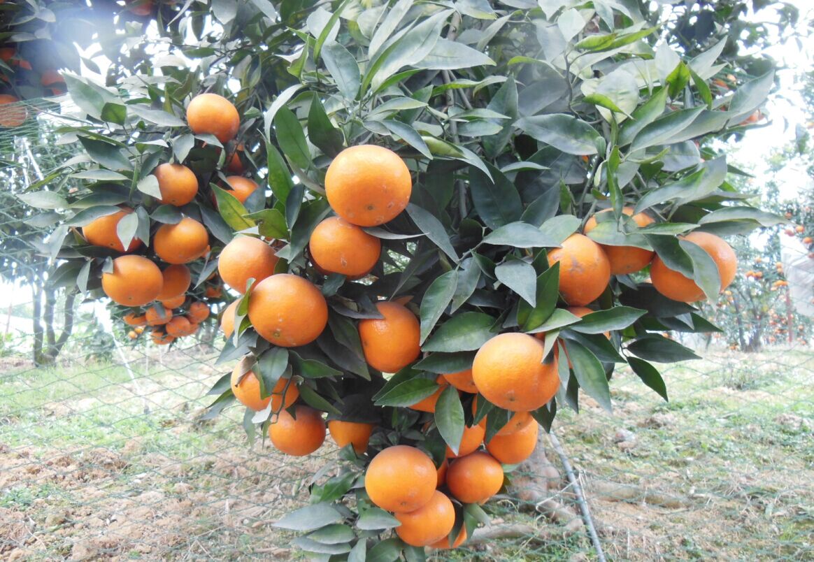 连续4年市场价格不低于10元/斤的沃柑，它能取代砂糖橘的地位吗？