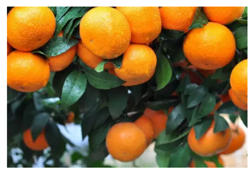 连续4年市场价格不低于10元/斤的沃柑，它能取代砂糖橘的地位吗？