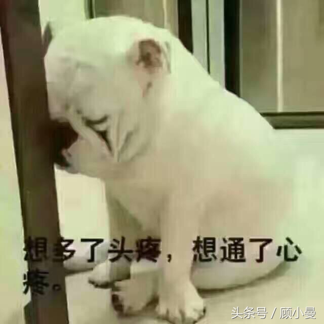 周公解梦,梦见狗,财运有变数,财吉多数,感情上有利好消息