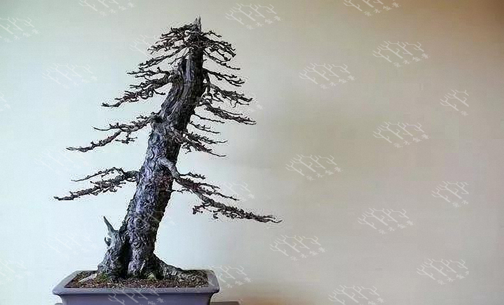 爱木盆景——直杆落叶松这样玩才出彩,不要再说自己没有好素材