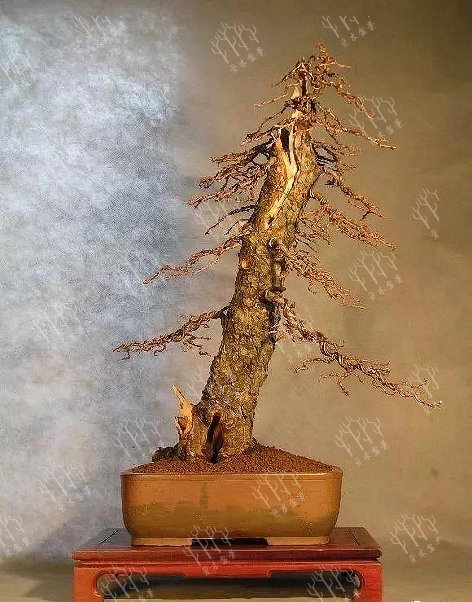 爱木盆景——直杆落叶松这样玩才出彩,不要再说自己没有好素材