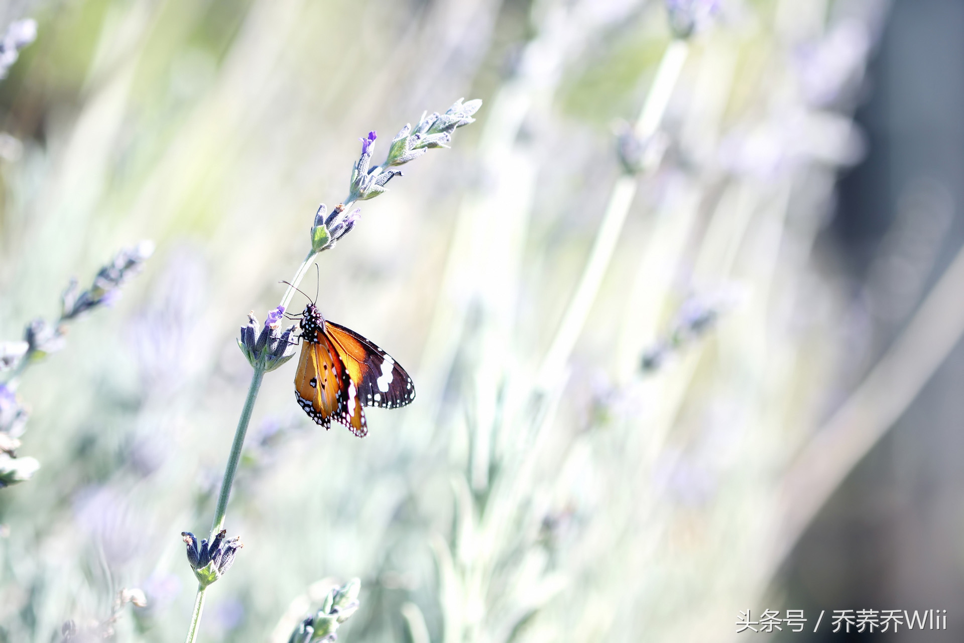 【最后两个月！教你如何突击高考！（一）】