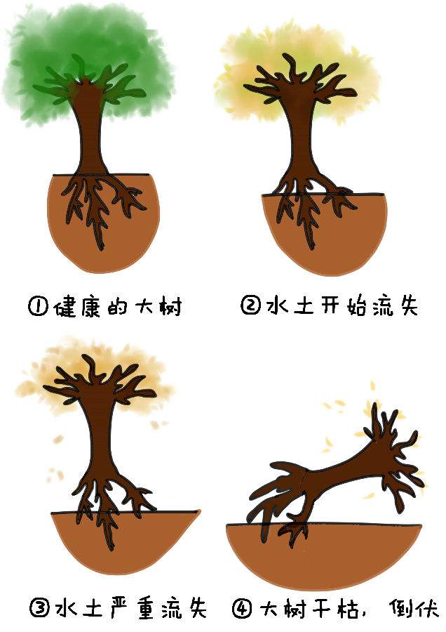 正畸期间牙根暴露？