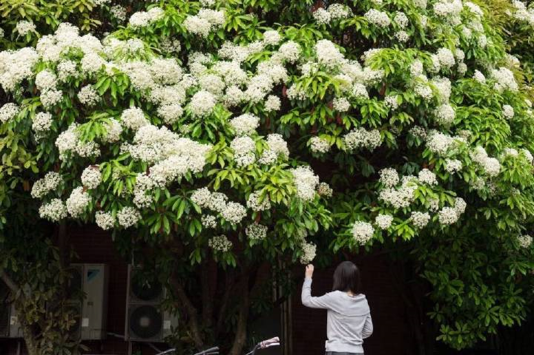 太美腻！这些高校校花哪个是你的理想型？