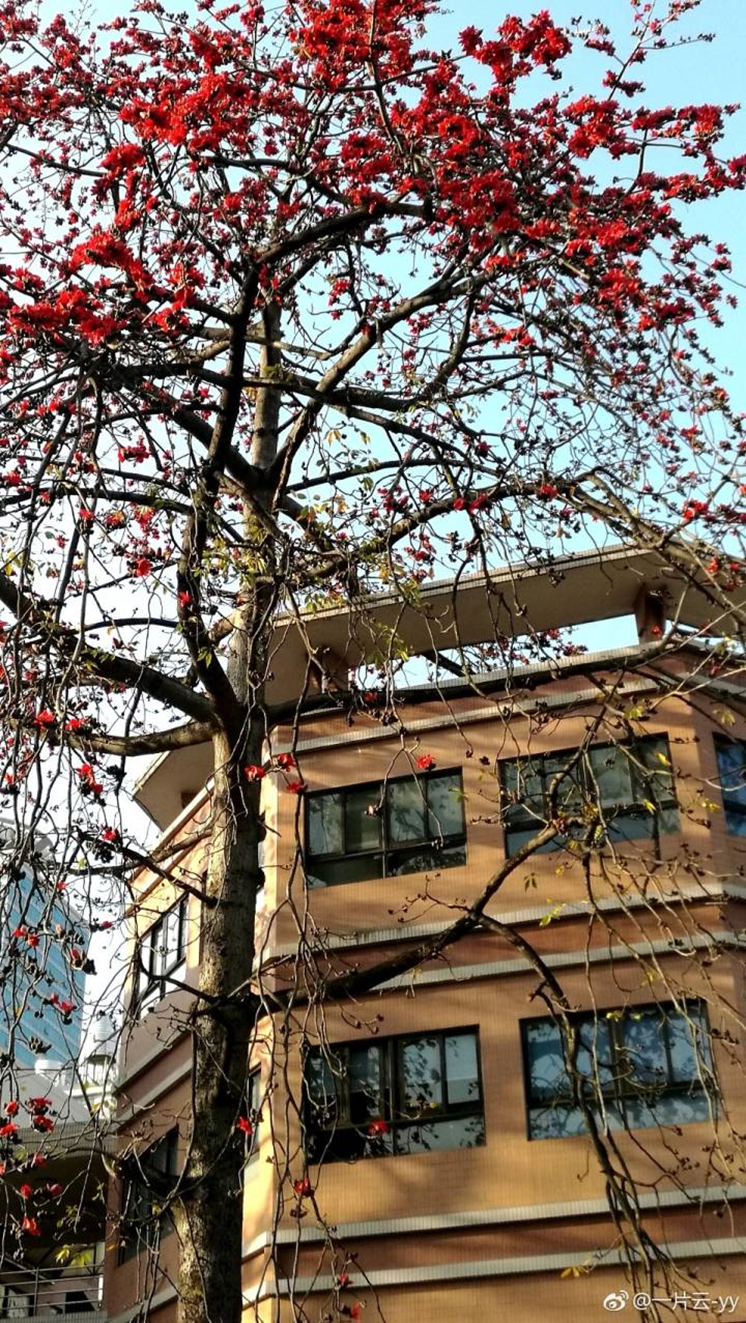 太美腻！这些高校校花哪个是你的理想型？