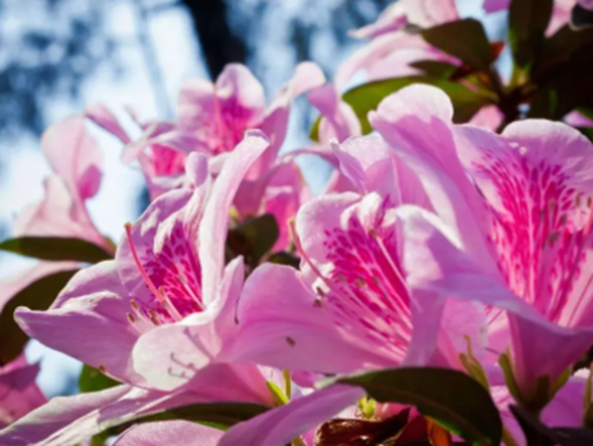 太美腻！这些高校校花哪个是你的理想型？