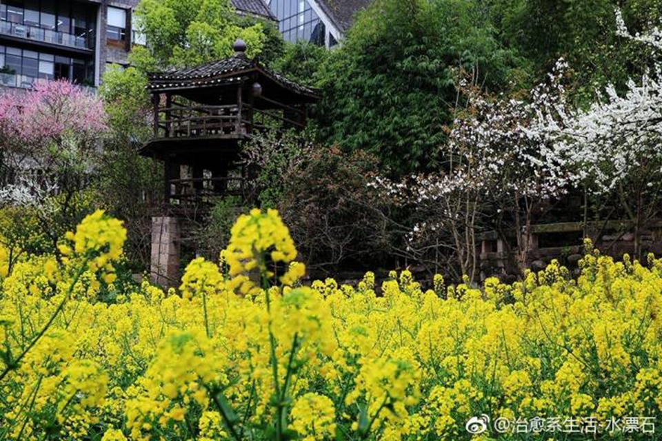 太美腻！这些高校校花哪个是你的理想型？