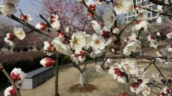 太美腻！这些高校校花哪个是你的理想型？