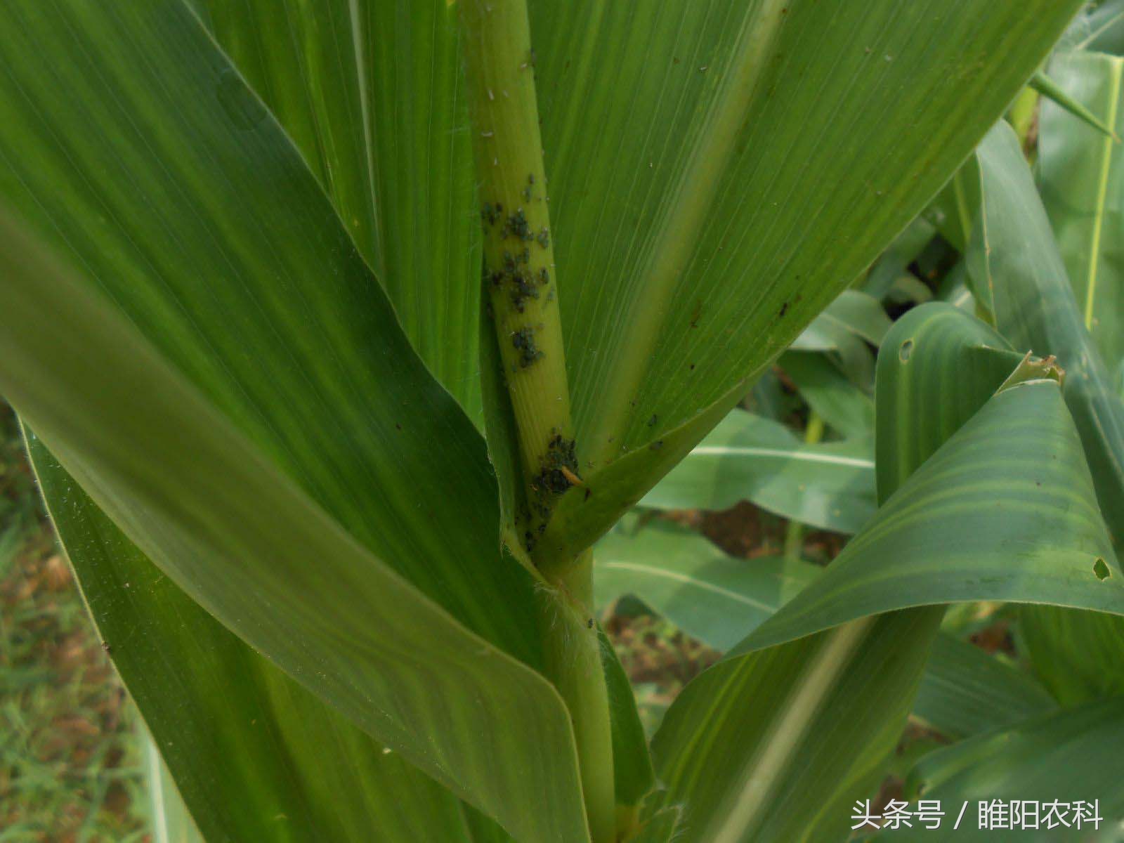 玉米蚜虫,玉米蚜虫图片