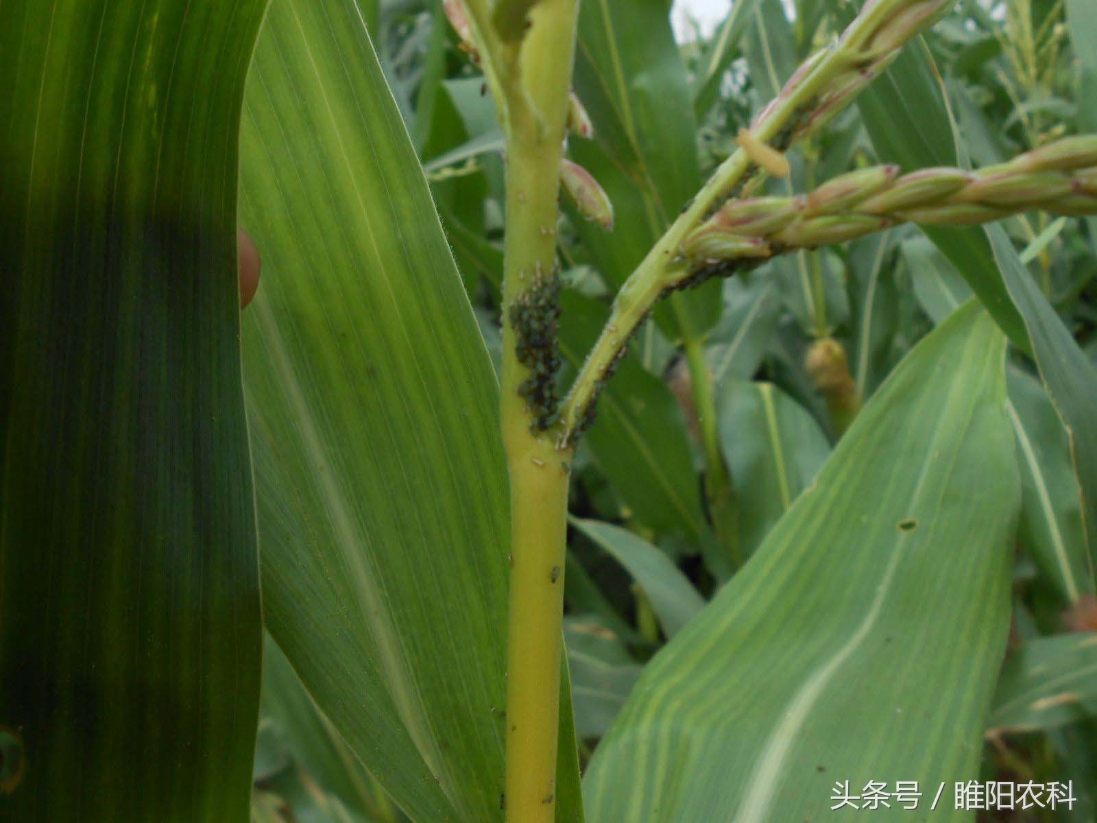 玉米蚜虫,玉米蚜虫图片