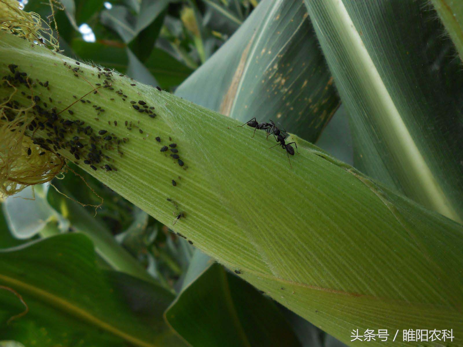 玉米蚜虫,玉米蚜虫图片