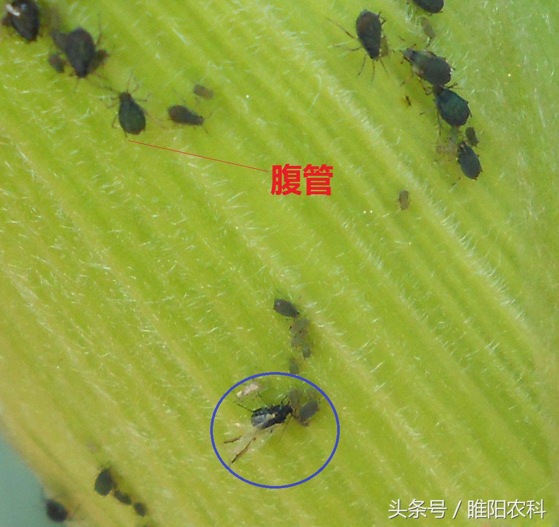 玉米蚜虫,玉米蚜虫图片