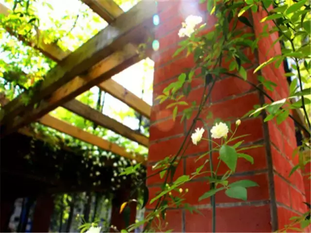 用三行情书留住四川名校的春天，25所学校，你为谁的春光心醉？