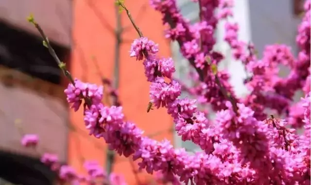 用三行情书留住四川名校的春天，25所学校，你为谁的春光心醉？