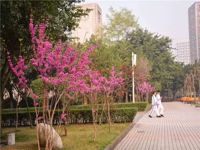 用三行情书留住四川名校的春天，25所学校，你为谁的春光心醉？