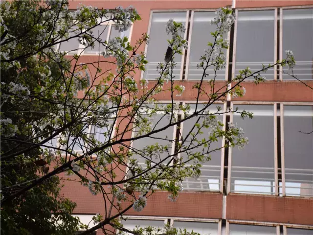 用三行情书留住四川名校的春天，25所学校，你为谁的春光心醉？