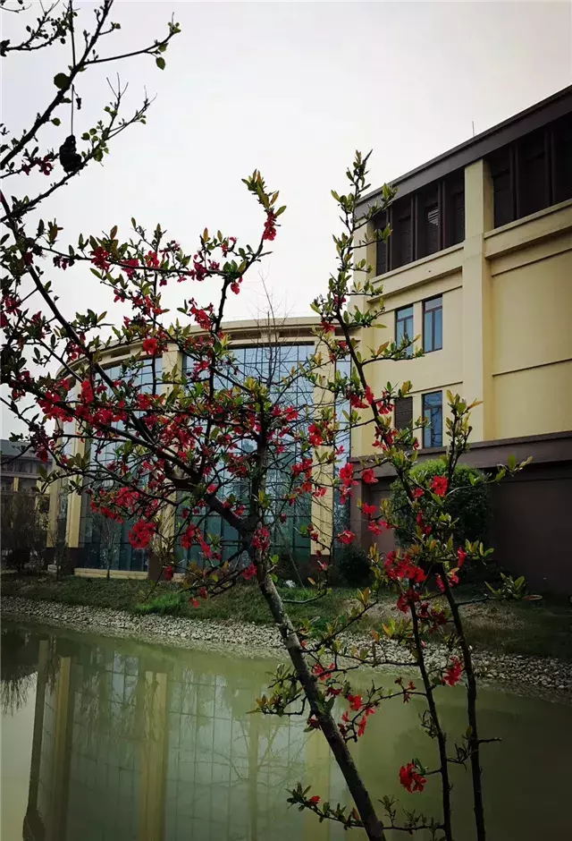 用三行情书留住四川名校的春天，25所学校，你为谁的春光心醉？