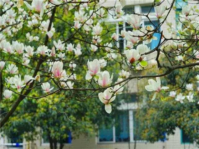 用三行情书留住四川名校的春天，25所学校，你为谁的春光心醉？