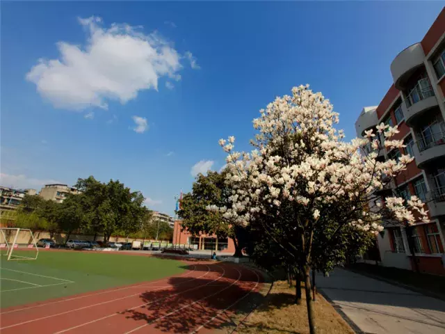 用三行情书留住四川名校的春天，25所学校，你为谁的春光心醉？