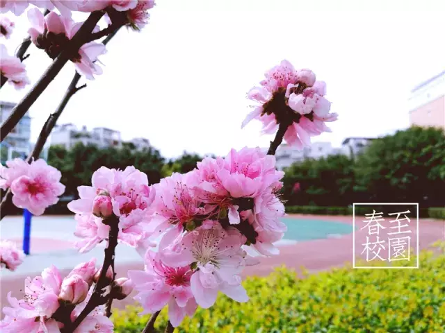 用三行情书留住四川名校的春天，25所学校，你为谁的春光心醉？