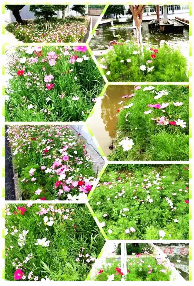 用三行情书留住四川名校的春天，25所学校，你为谁的春光心醉？