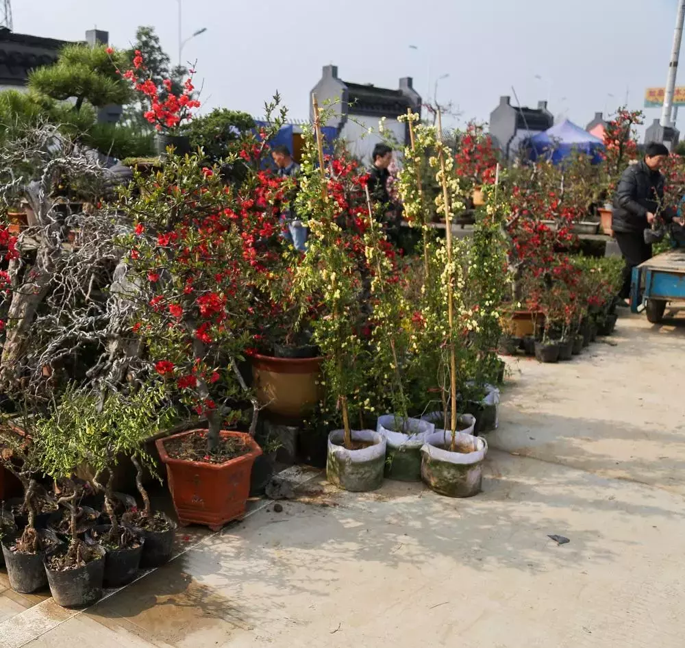 苗木界的"淘宝",最接地气的花木交易市场!