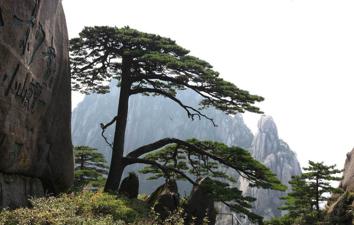 黄山五绝：奇松、怪石......，都是大自然的杰作！