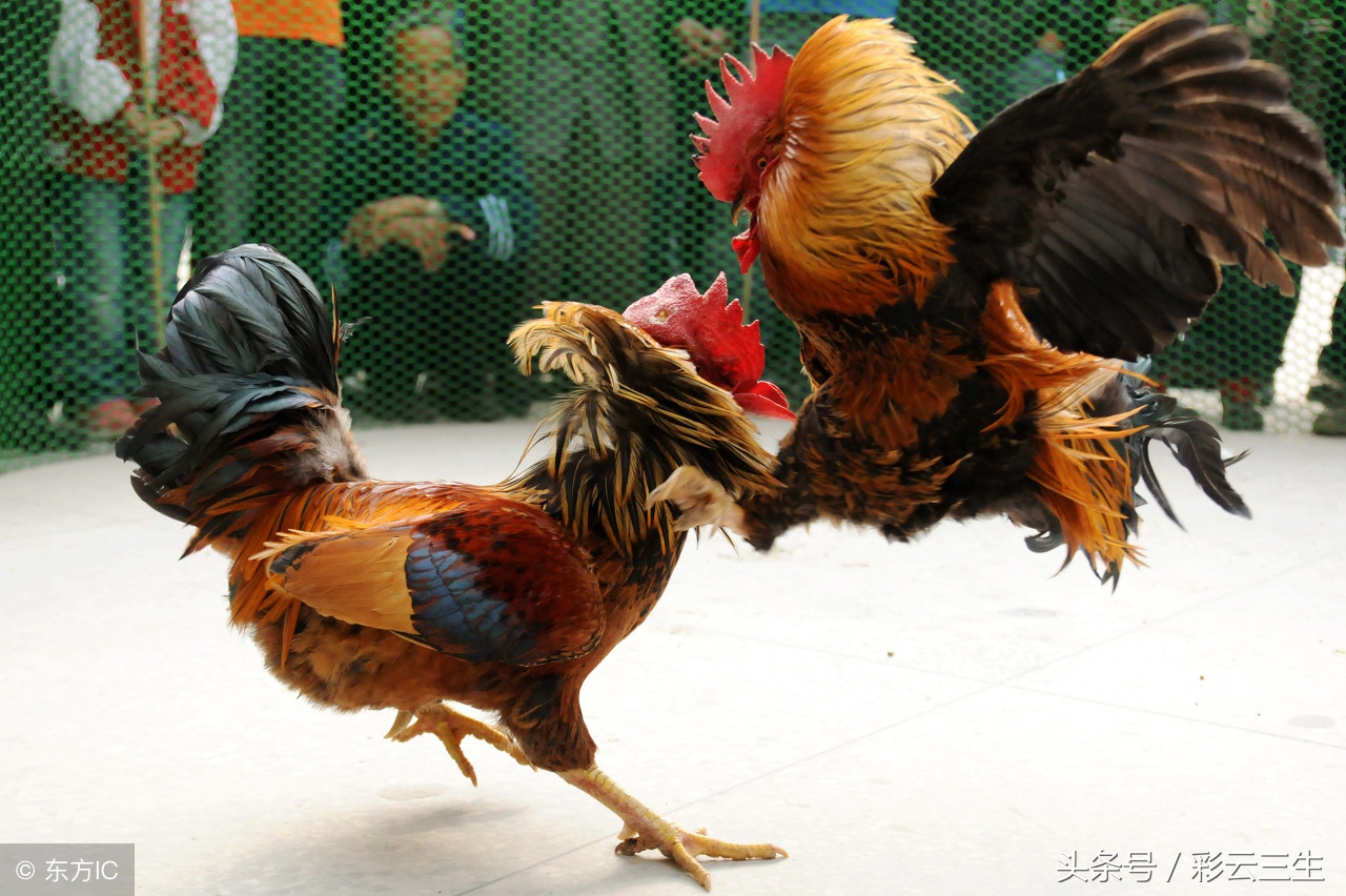 斗鸡苗多少钱一只?斗鸡品种怎么选择