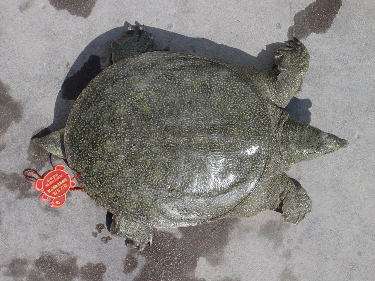 "王八"在中国为什么变成骂人的话,戴绿帽子的男人为什么称王八