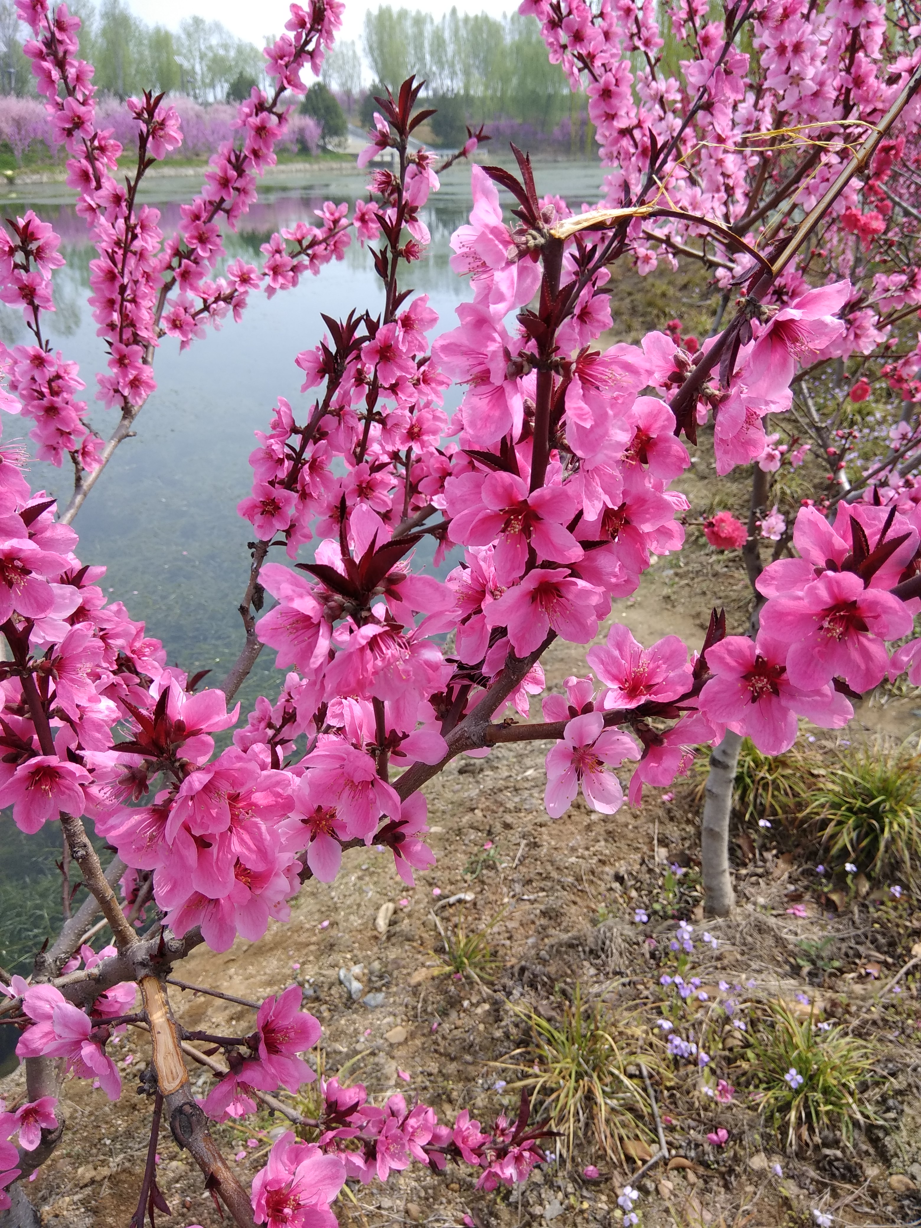 一年12月，每月都有“花神”在，你几月出生？别错过你的幸运花