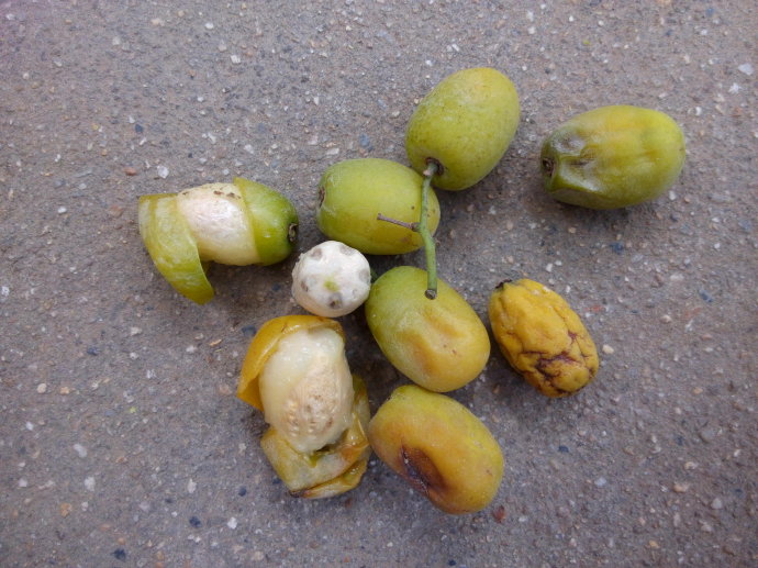 但是,南酸枣的果皮却是比较硬,剥开之后里面是黏黏的果肉,看起来是