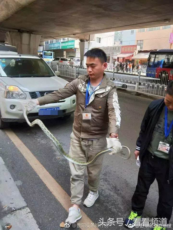 贵阳男子被“天降巨蛇”砸中，过路女孩吓呆哦！