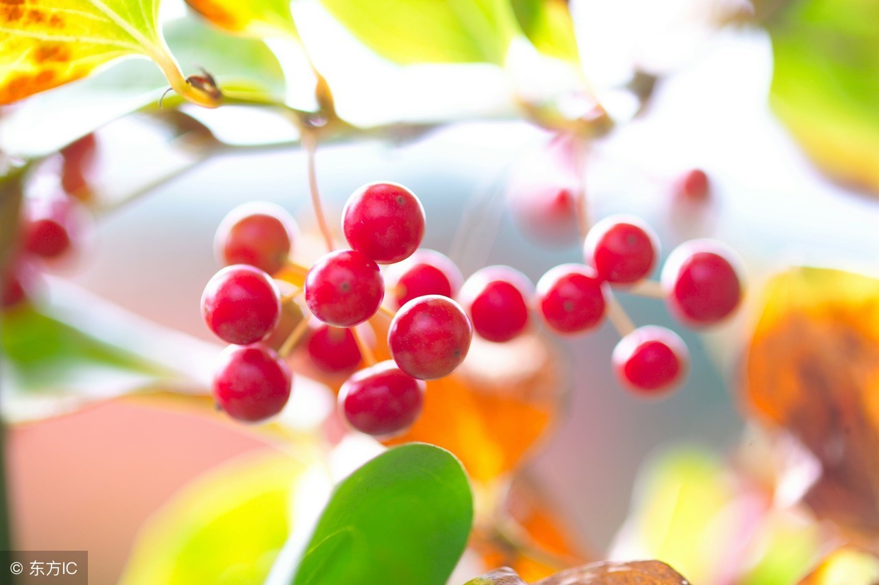 红子功效与作用-我的快乐小窝