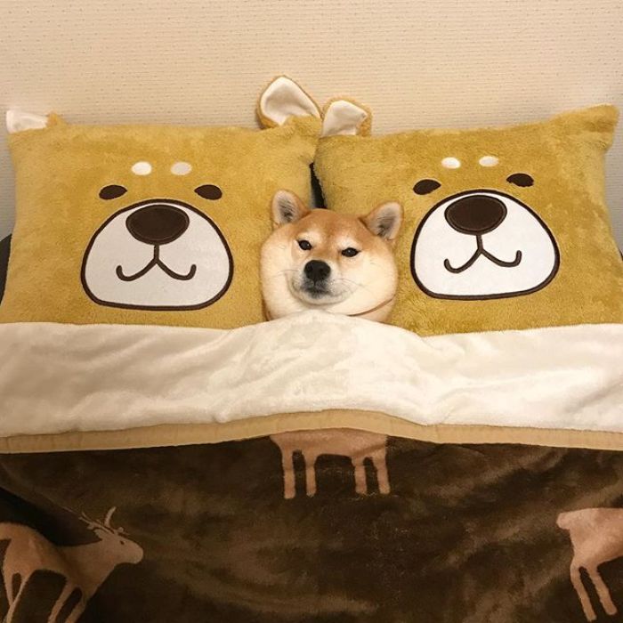 梦见恶犬、偶像、尴尬的事情代表什么呢 | 潜意识心理