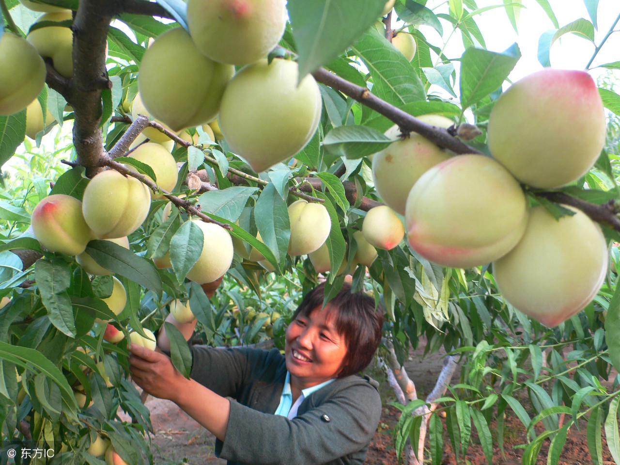 种果树每亩补贴多少钱(农民注意) - 价格百科