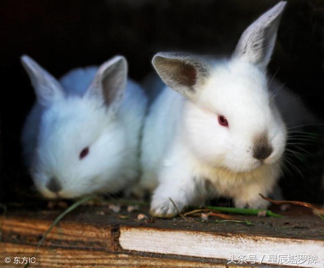 看看是不是金兔命