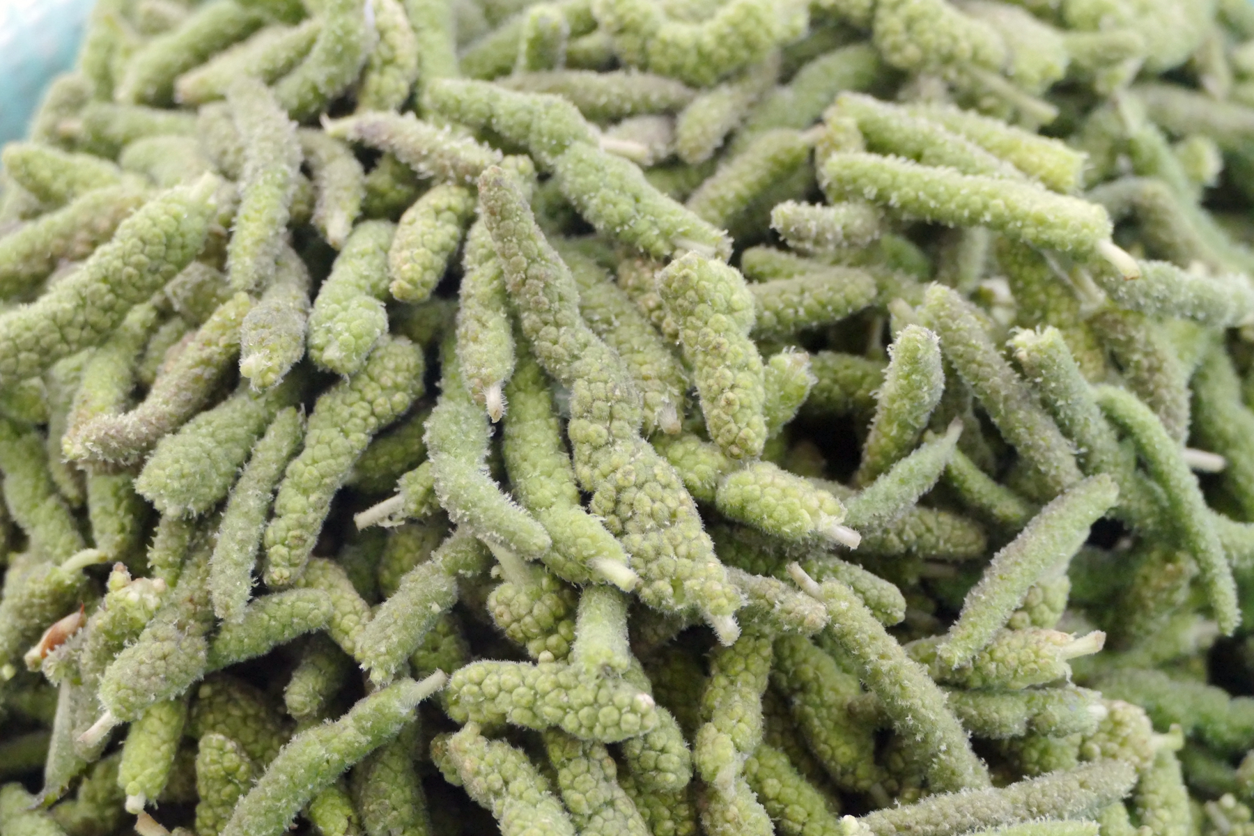 楮桃树上像桑葚一样的"毛毛虫"你吃过吗?别说,还真好吃