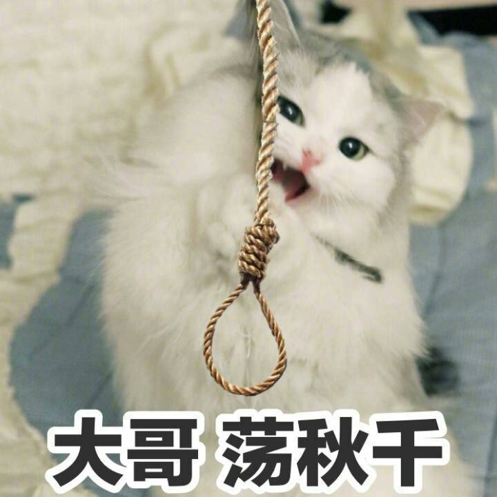 一组智障萌猫